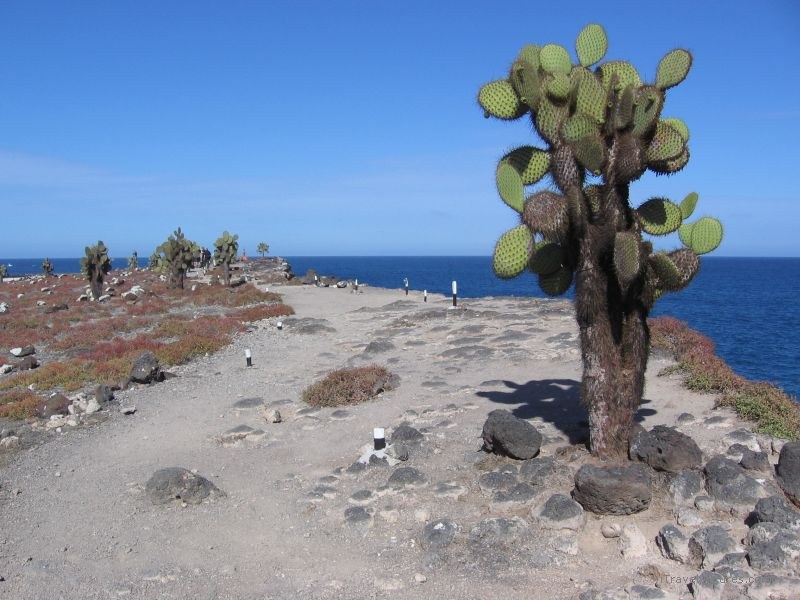 cactus trail path island